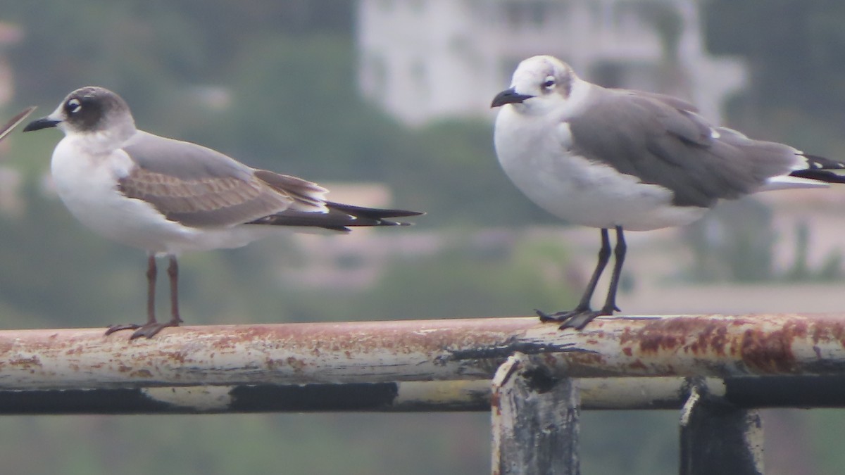 Franklin's Gull - ML395198731