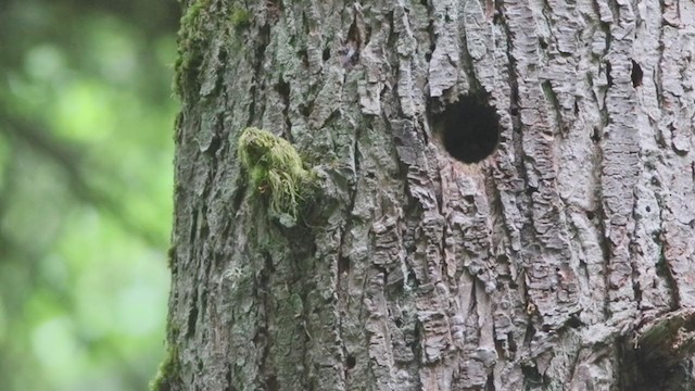 Northern Pygmy-Owl (Pacific) - ML395198931