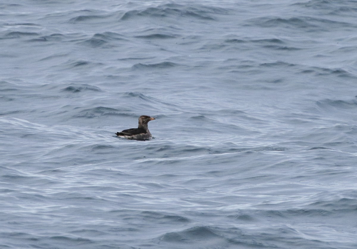 Rhinoceros Auklet - ML395199521