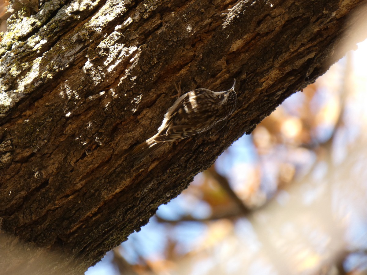 Brown Creeper - Joseph Atkinson