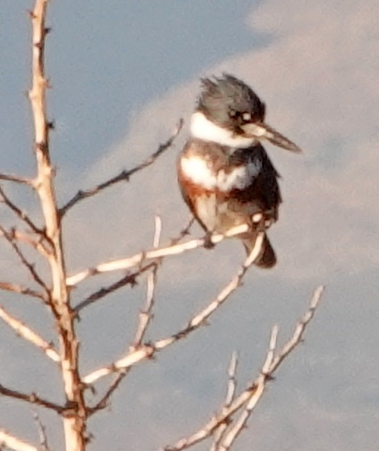Belted Kingfisher - ML395201101