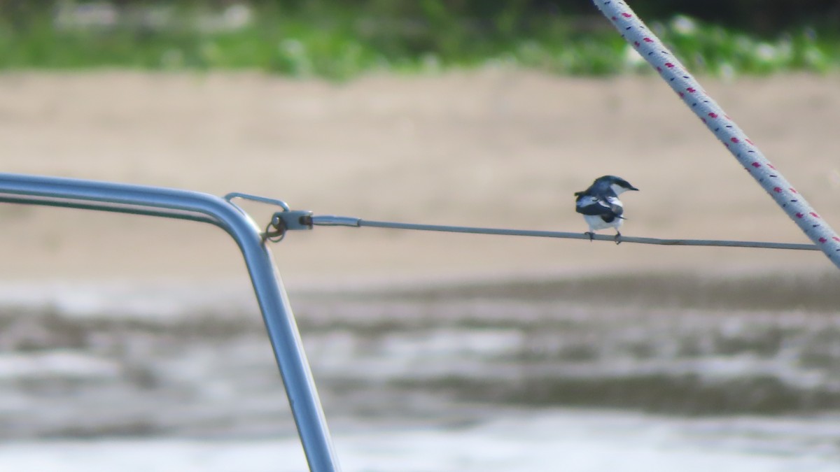 White-winged Swallow - Archipelagics Birding