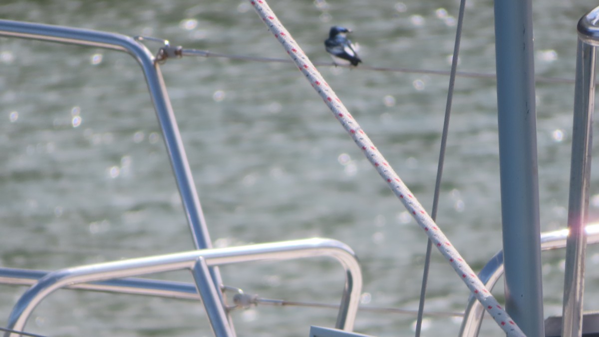 White-winged Swallow - ML395201351