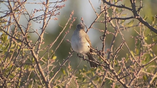 Gray Vireo - ML395201691