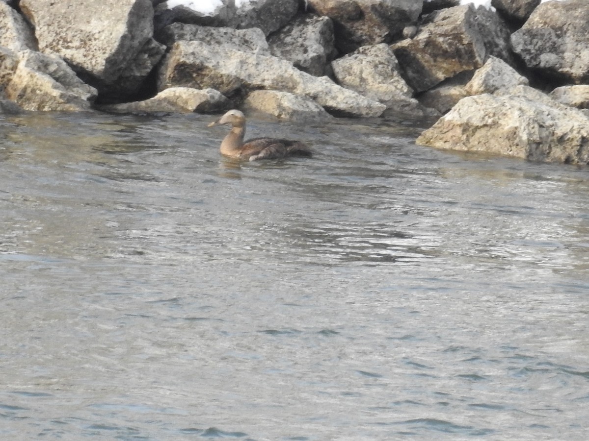 Common Eider - ML395203421