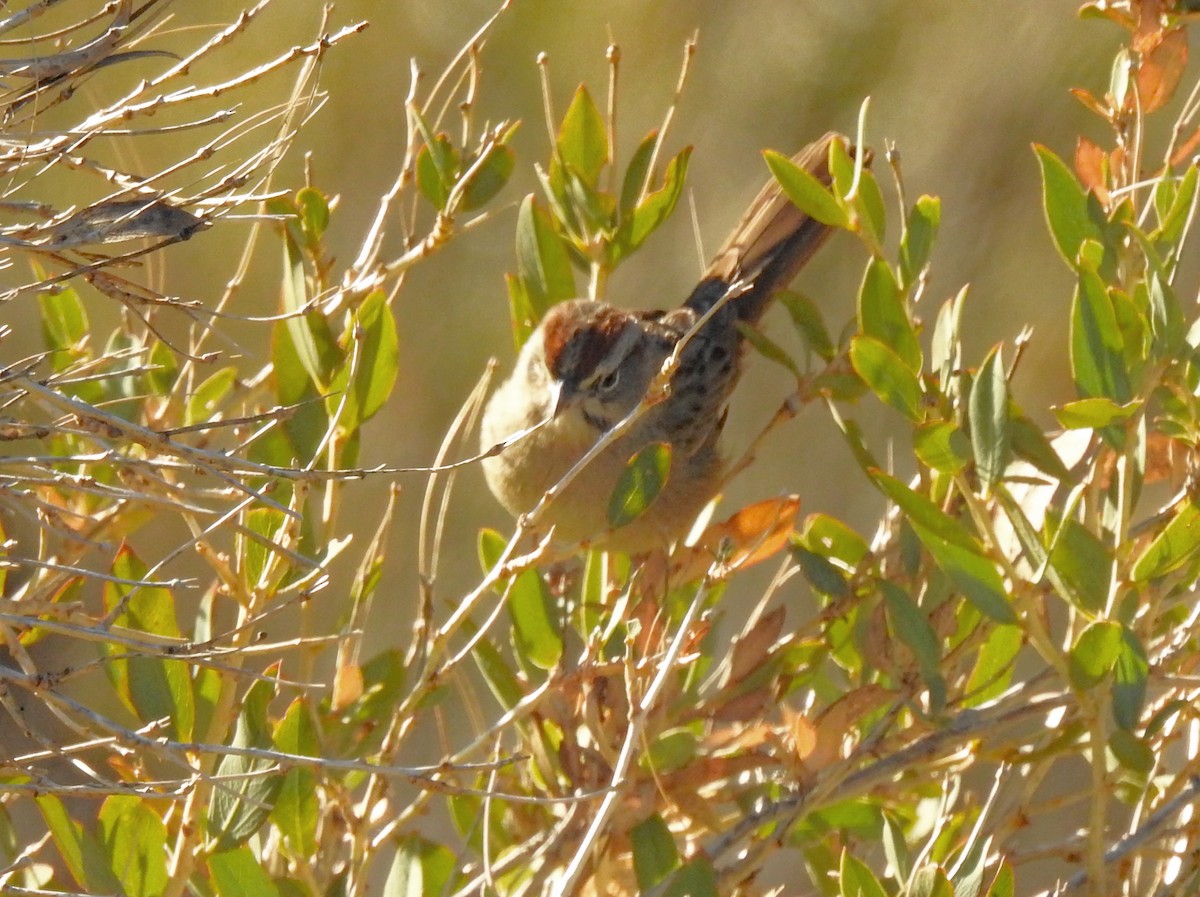 Rufous-crowned Sparrow - ML395203471