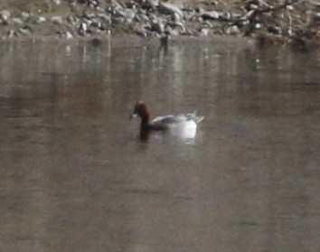 Eurasian Wigeon - ML395203481