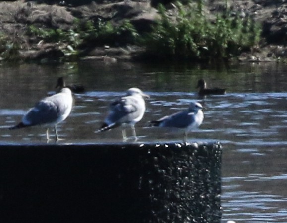 Short-billed Gull - Tom Benson