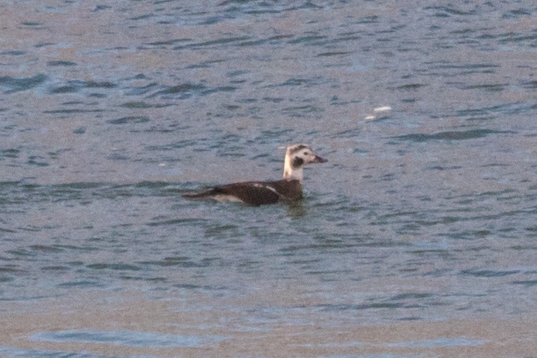 Long-tailed Duck - ML395203551