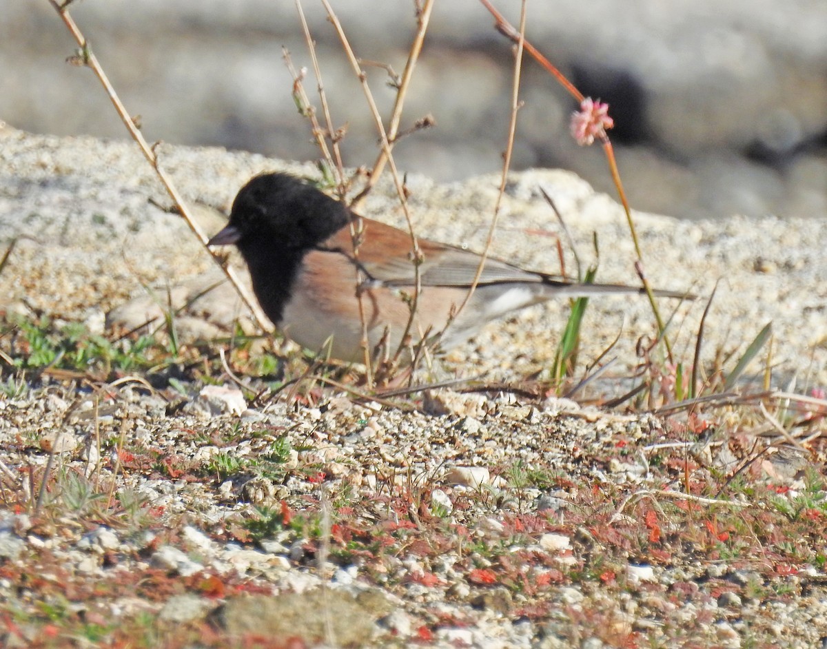 Dark-eyed Junco - Layton Pace