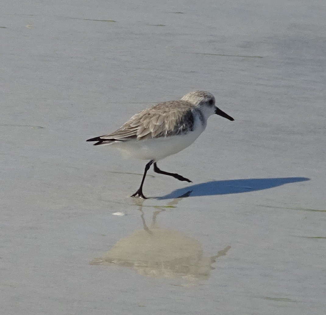 Bécasseau sanderling - ML395203751