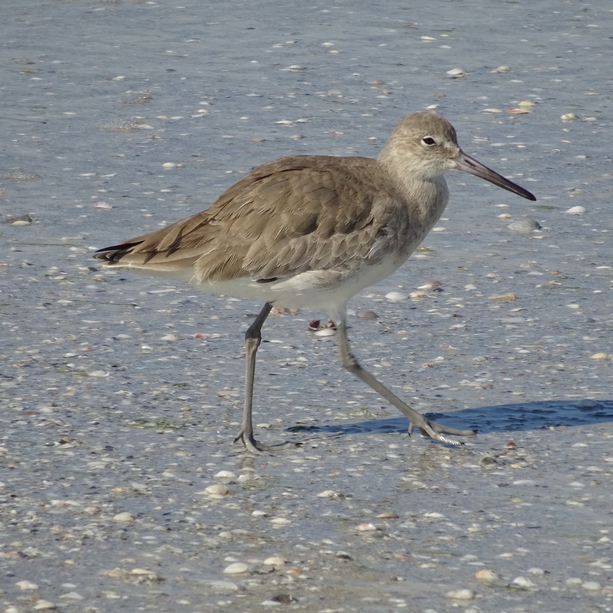 Chevalier semipalmé - ML395203821