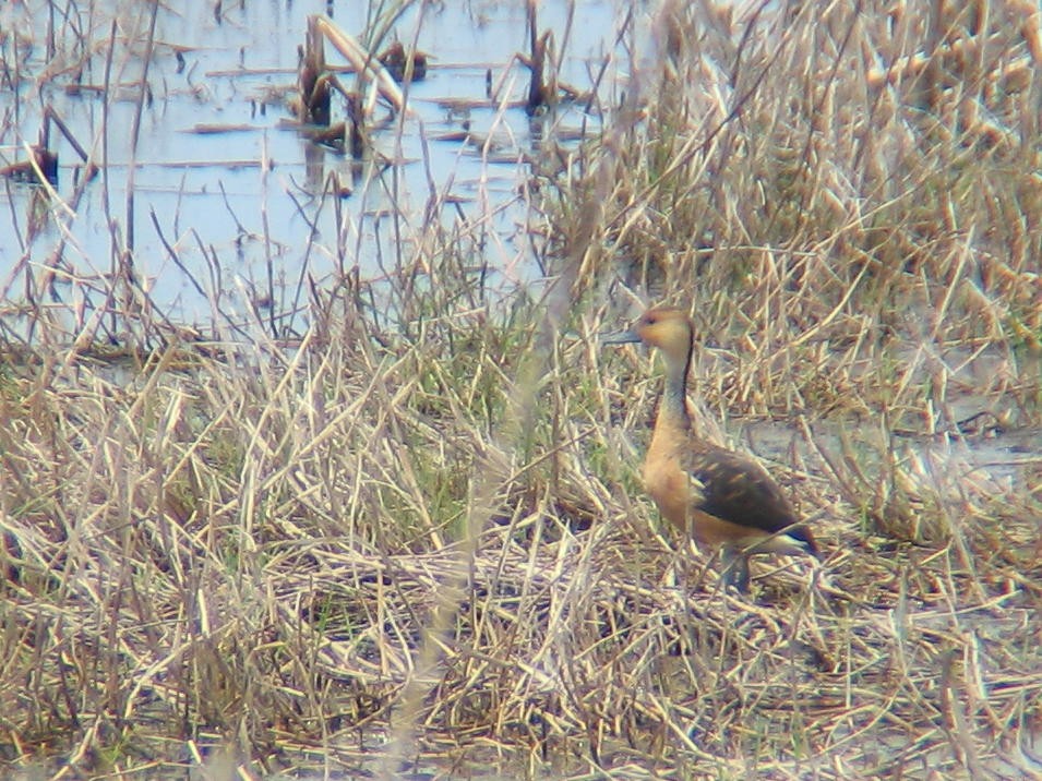 Fulvous Whistling-Duck - ML395203931