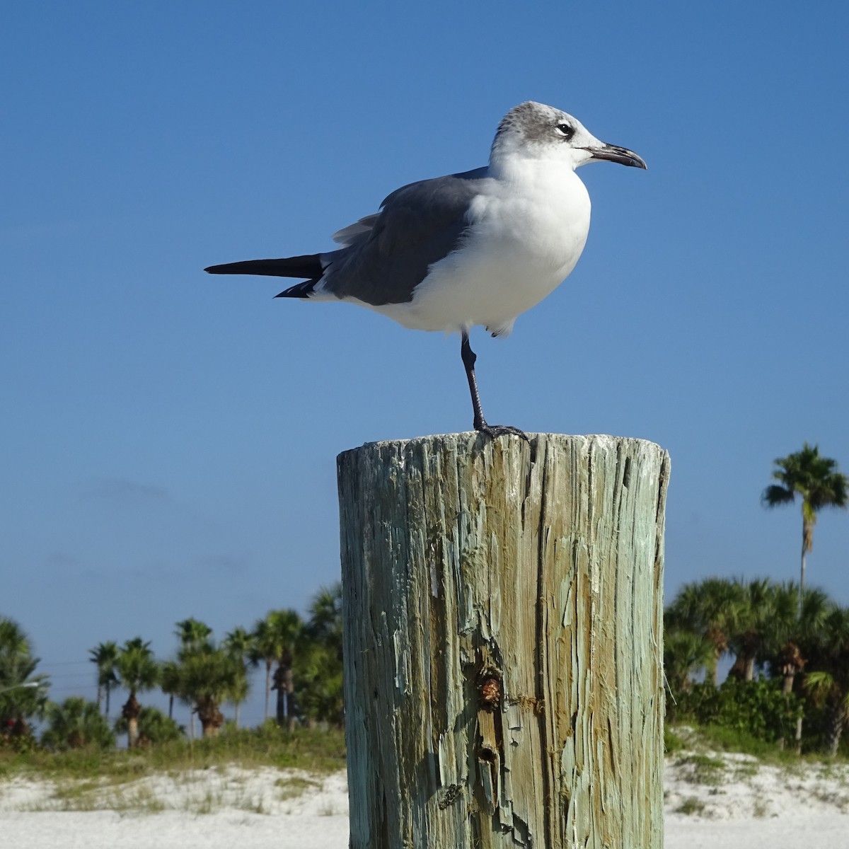 Mouette atricille - ML395203981