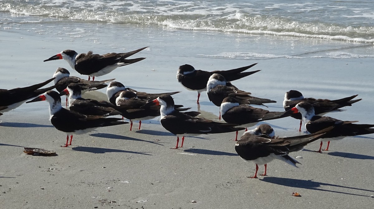 Bec-en-ciseaux noir - ML395204391