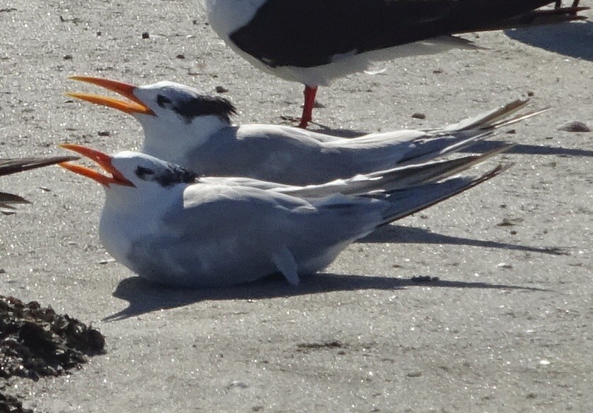 Sterne royale - ML395204921