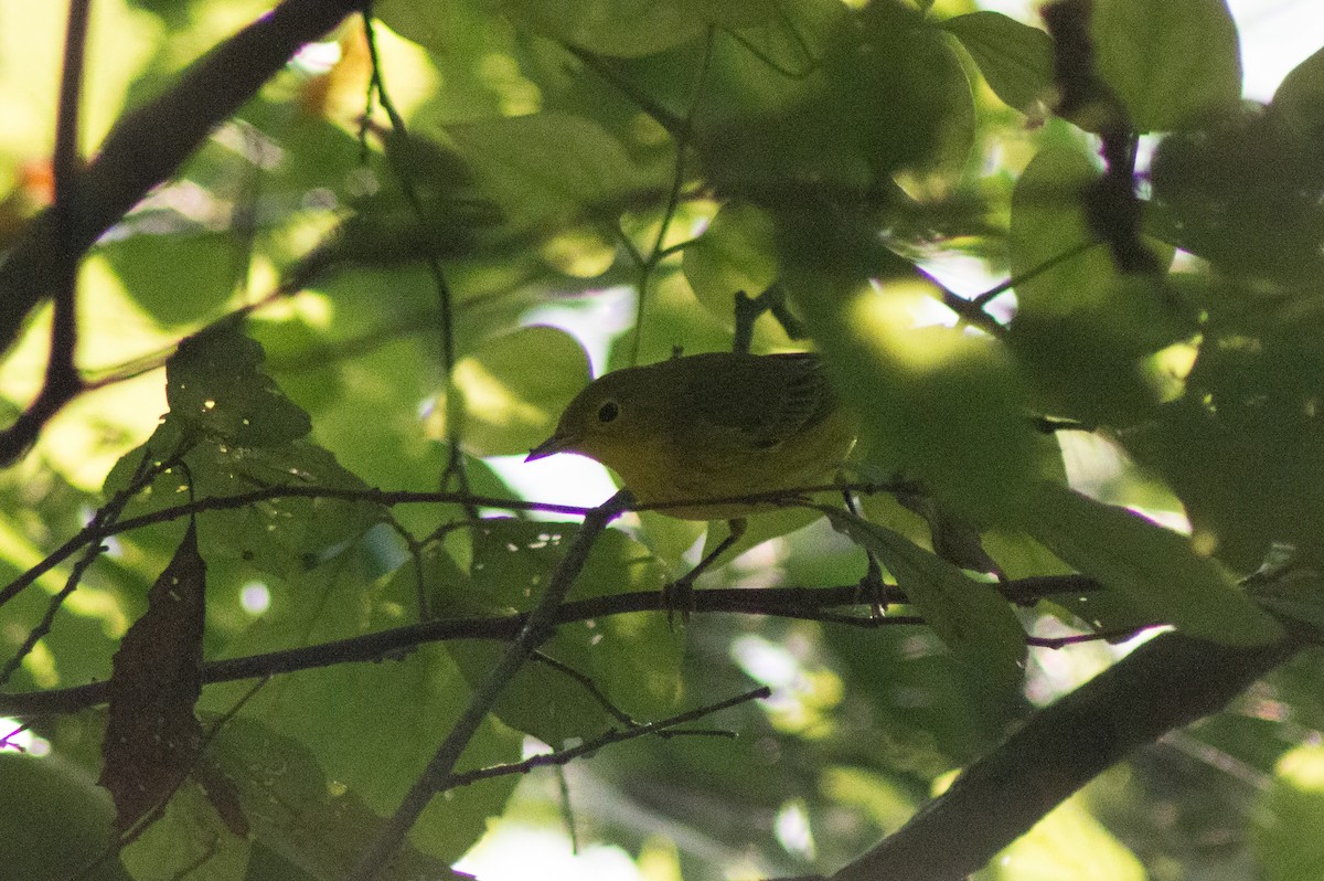 Yellow Warbler (Northern) - ML395204951
