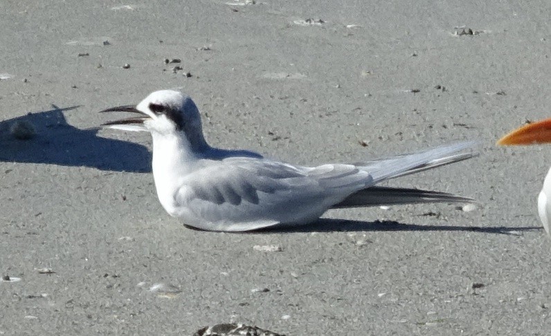 Sterne de Forster - ML395204981