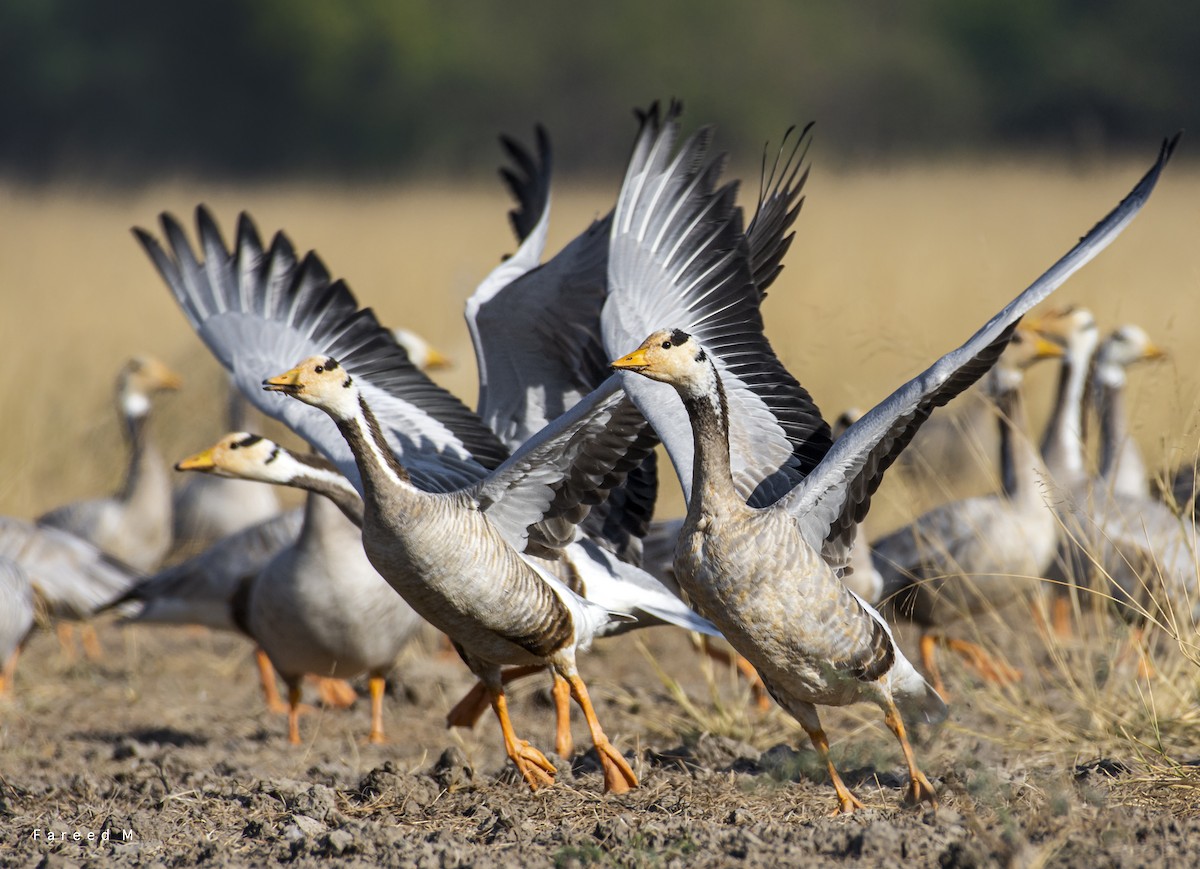 Bar-headed Goose - ML395207951