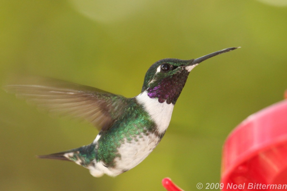 White-bellied Woodstar - Jun Tsuchiya