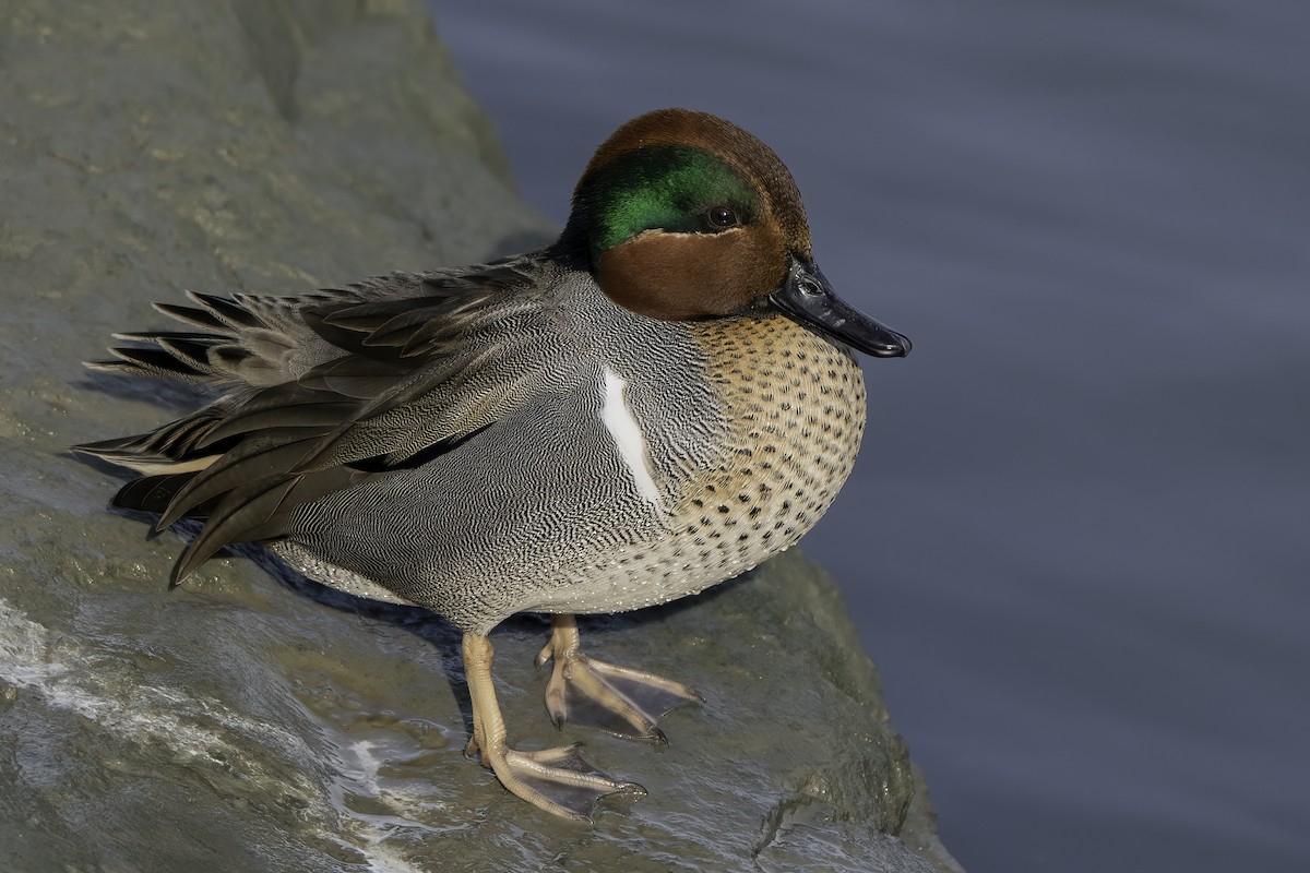 Green-winged Teal (American) - ML395211181