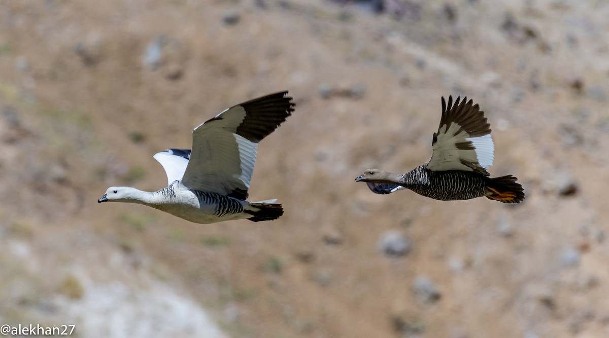 Upland Goose - ML395211471