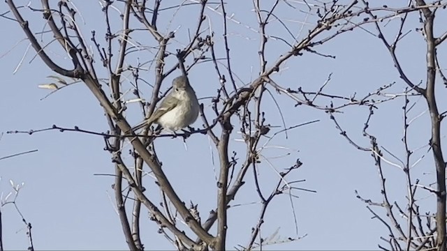 Gray Vireo - ML395211881