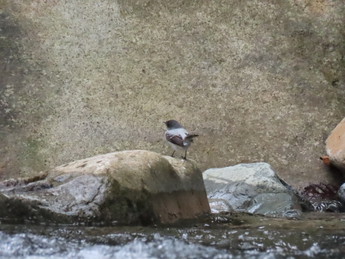 Torrent Tyrannulet - ML395212001