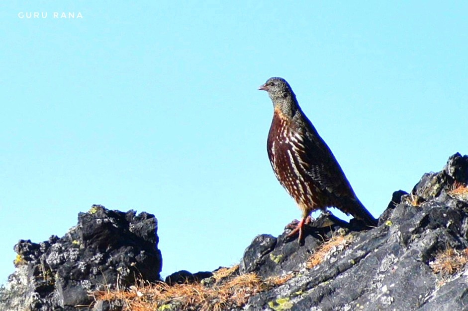 Snow Partridge - ML395212341