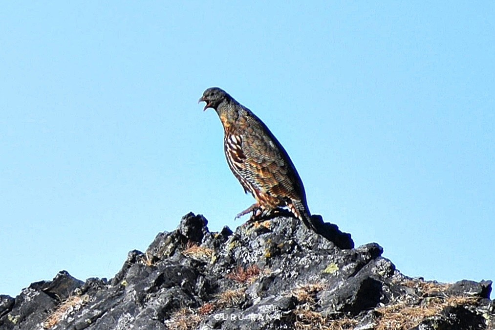 Snow Partridge - ML395212351