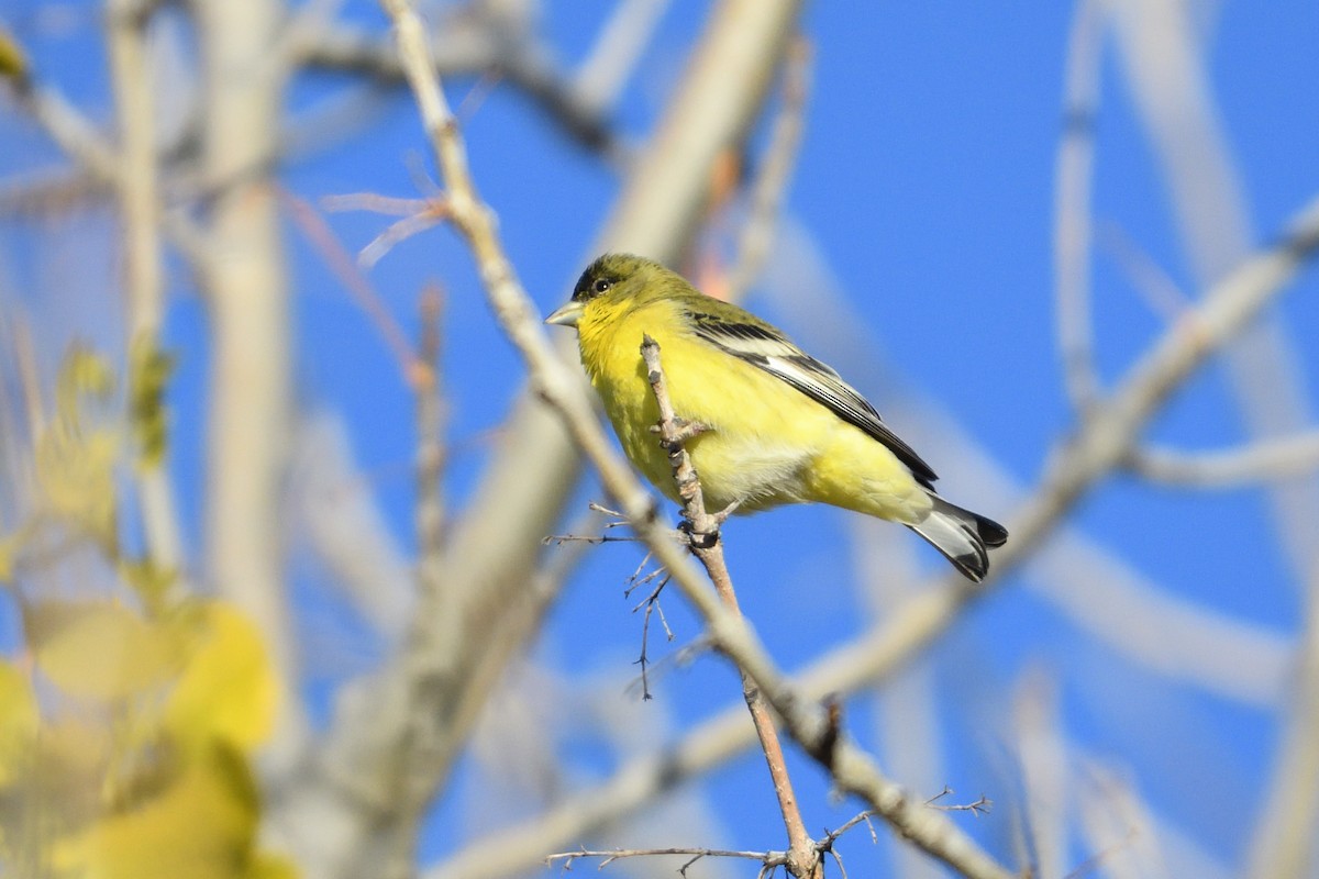 Lesser Goldfinch - Barry Blust