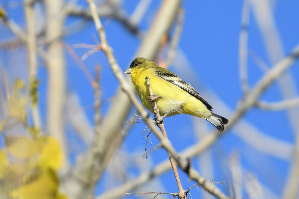 Lesser Goldfinch - ML395212971