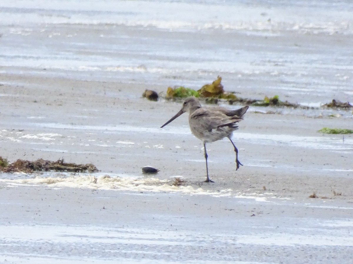 Hudsonian Godwit - ML395213701