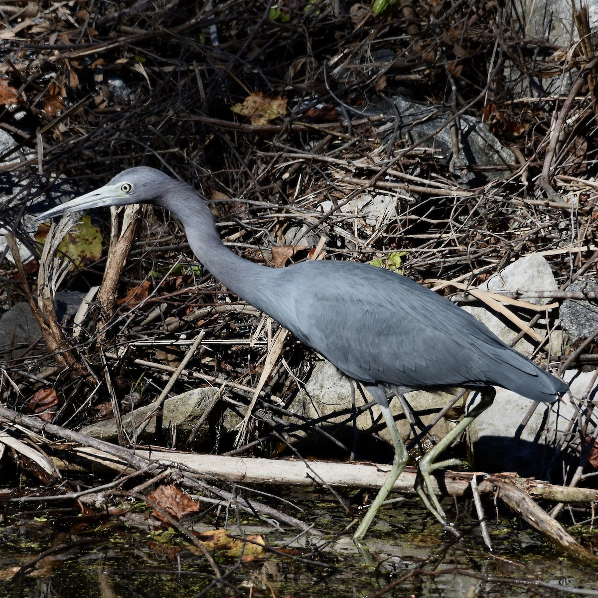 Little Blue Heron - ML395214951