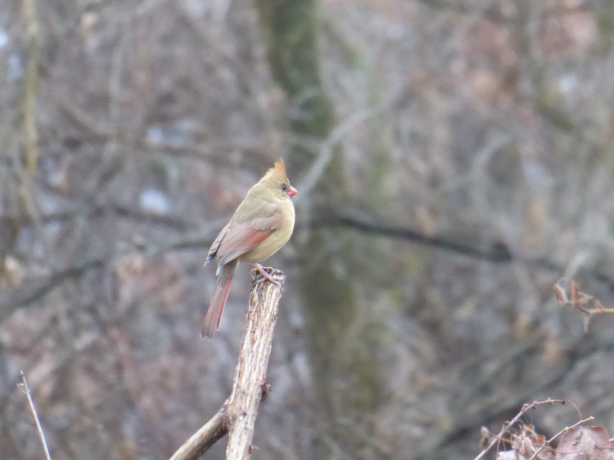 Northern Cardinal - M. Jordan