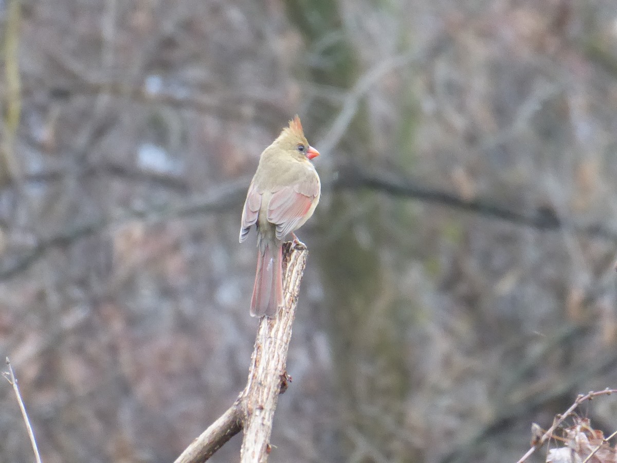 Northern Cardinal - ML395217001