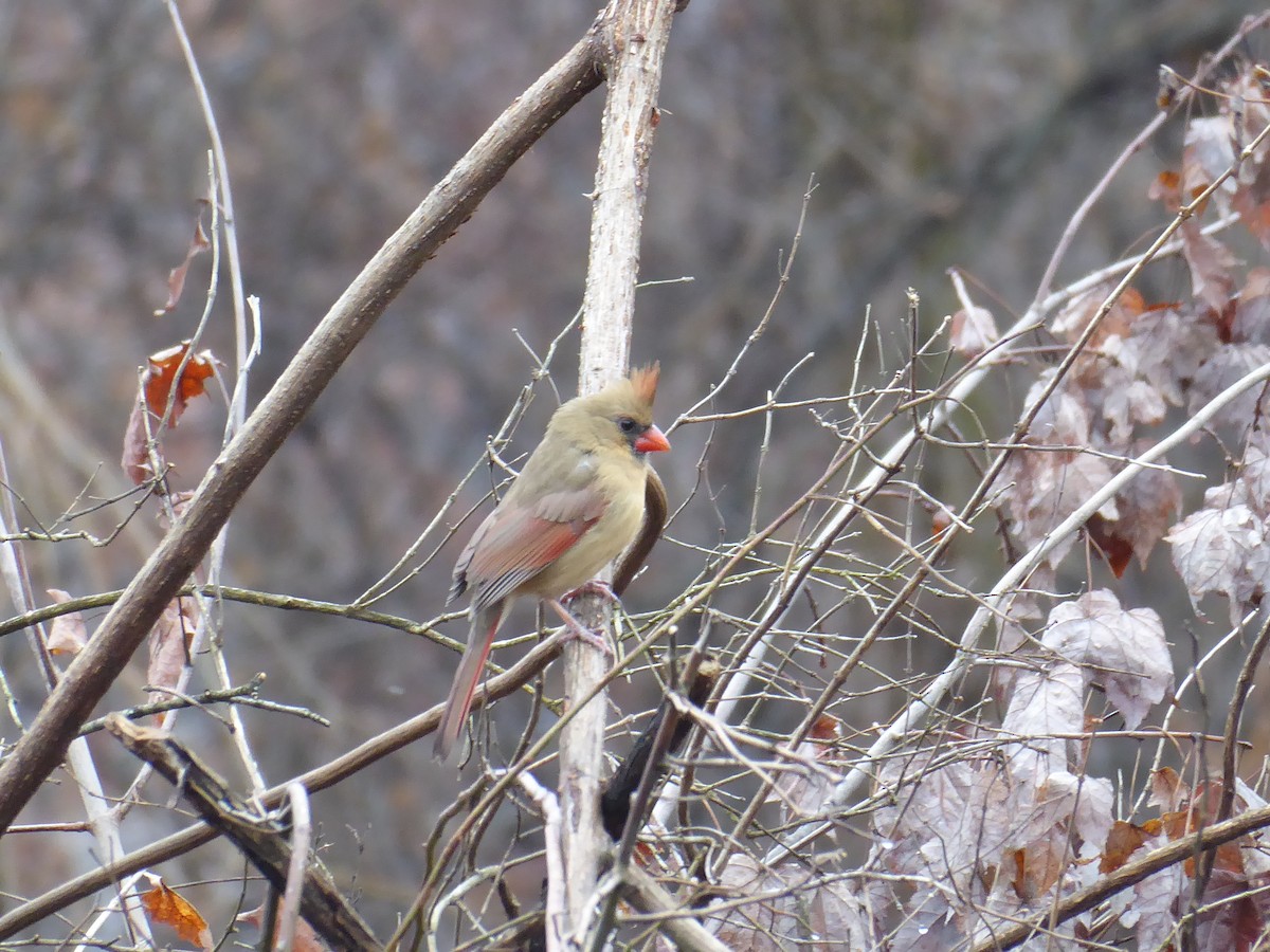 Cardinal rouge - ML395217041