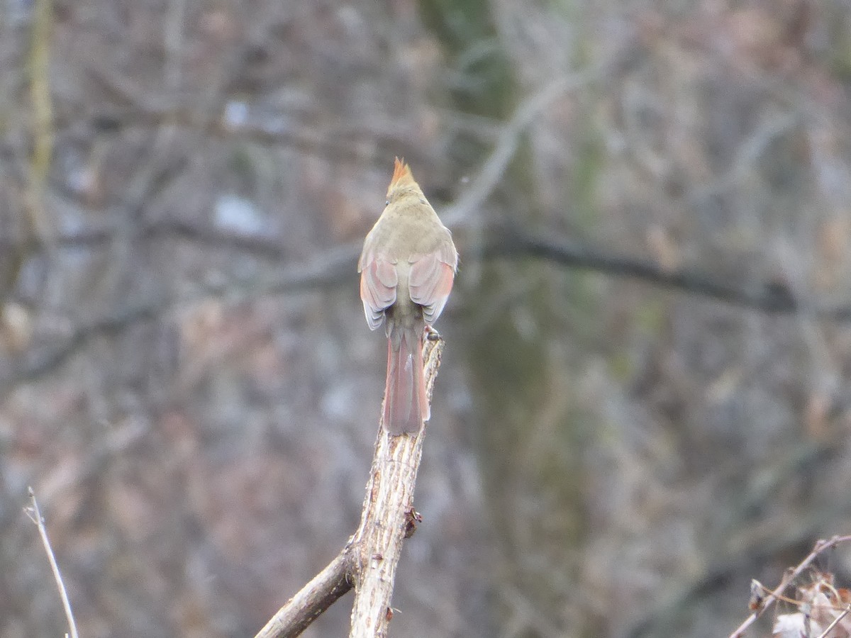 Northern Cardinal - M. Jordan