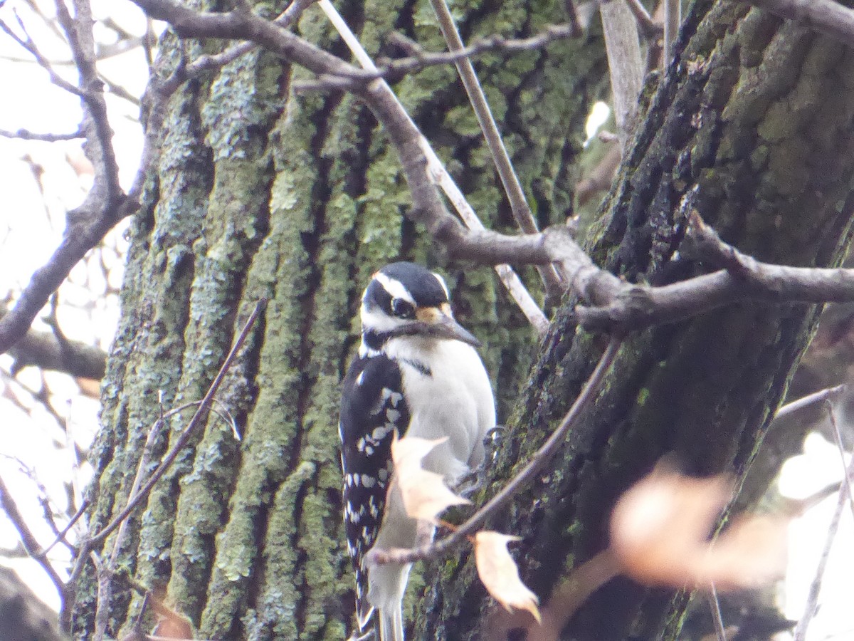 Hairy Woodpecker - ML395217301