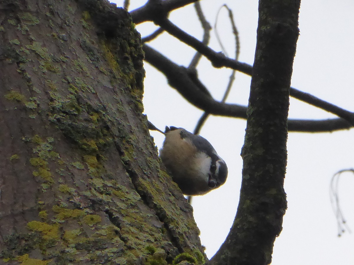 Red-breasted Nuthatch - ML395218211