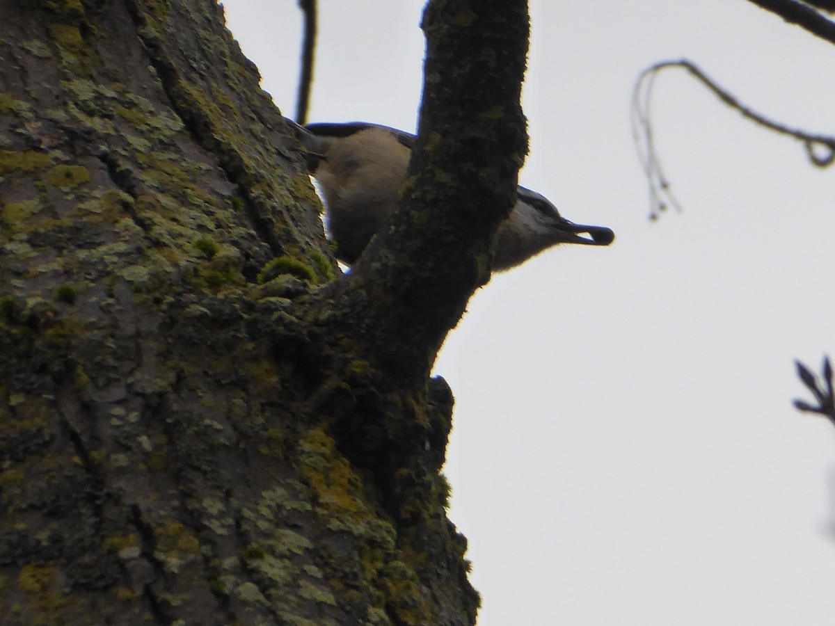 Red-breasted Nuthatch - M. Jordan