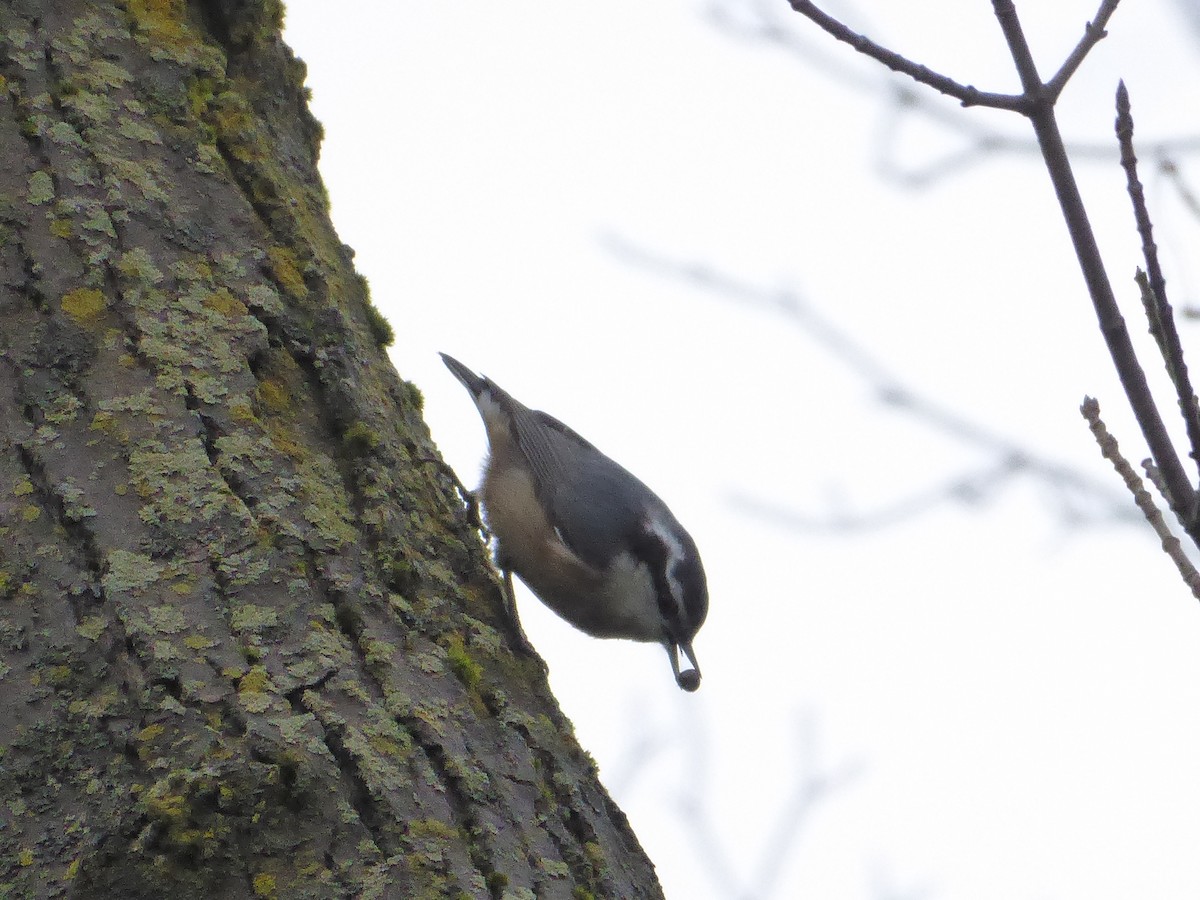 Red-breasted Nuthatch - ML395218431