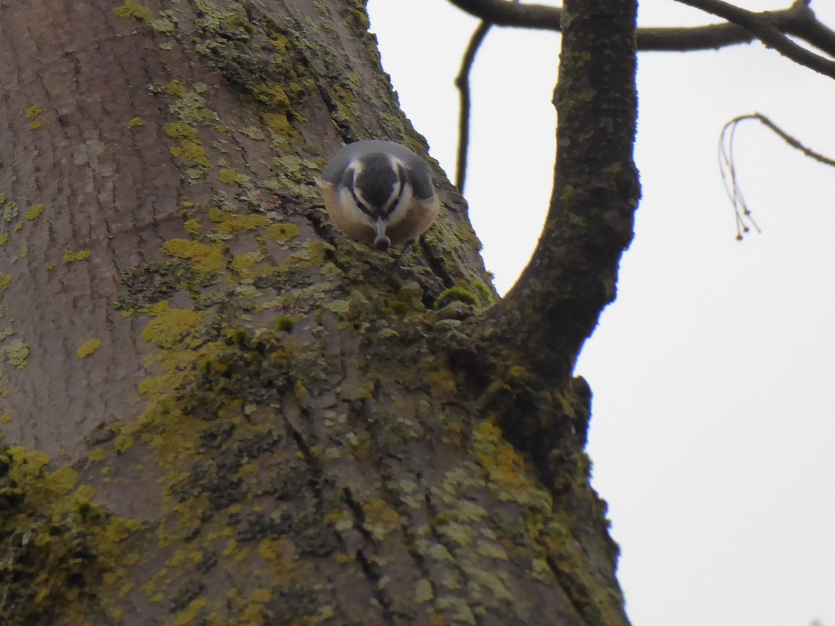 Red-breasted Nuthatch - ML395218531