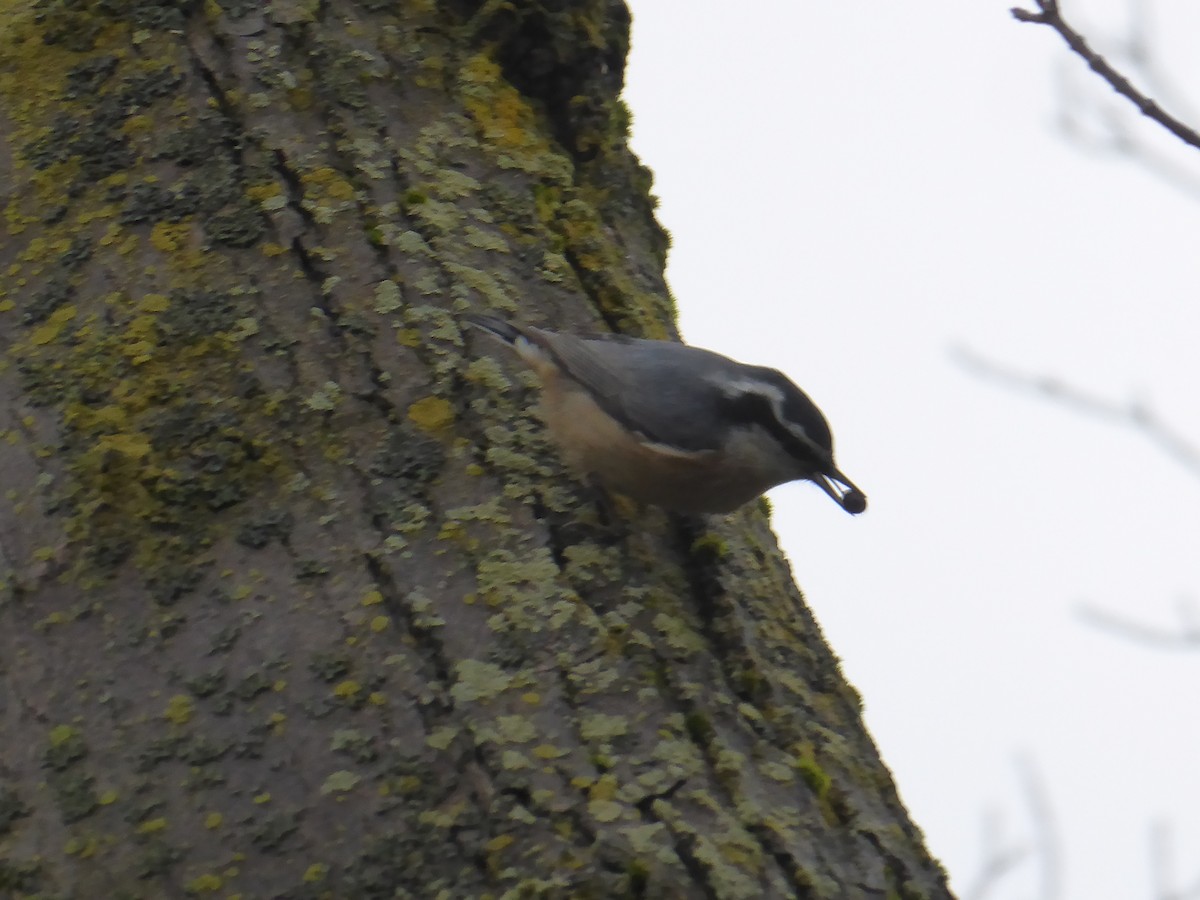 Red-breasted Nuthatch - ML395218541