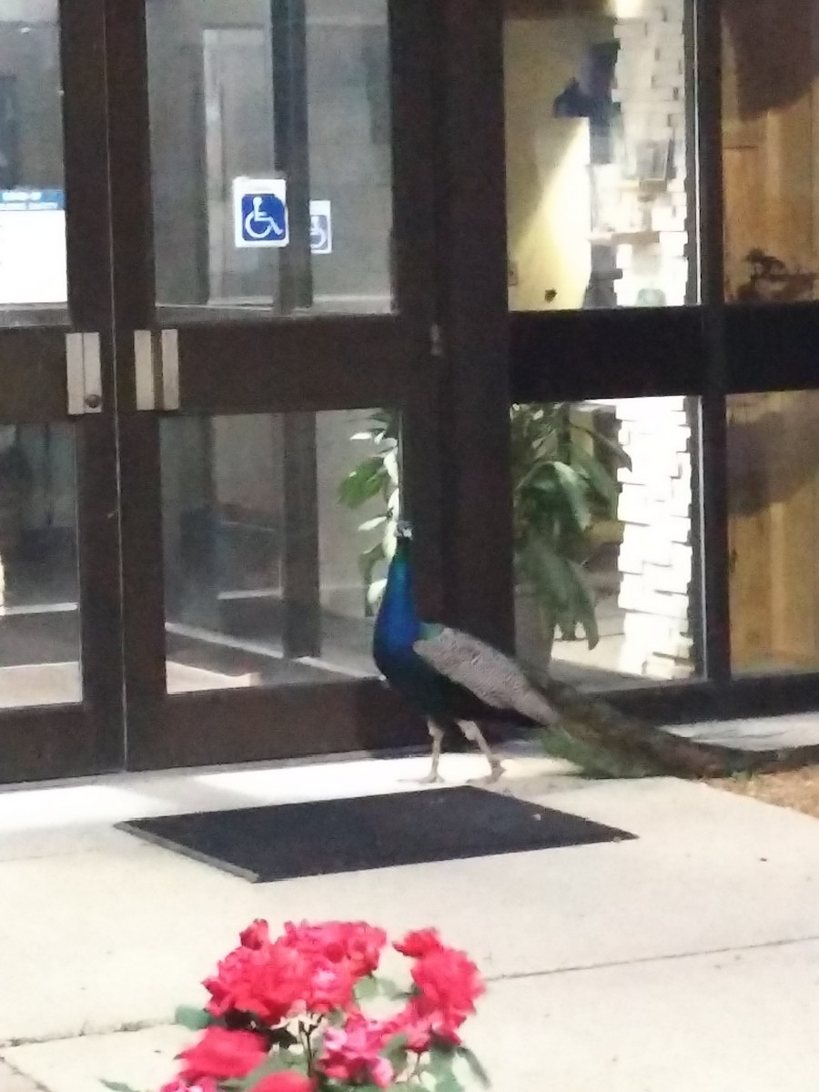 טווס הודי (מבוית) - ML395218711