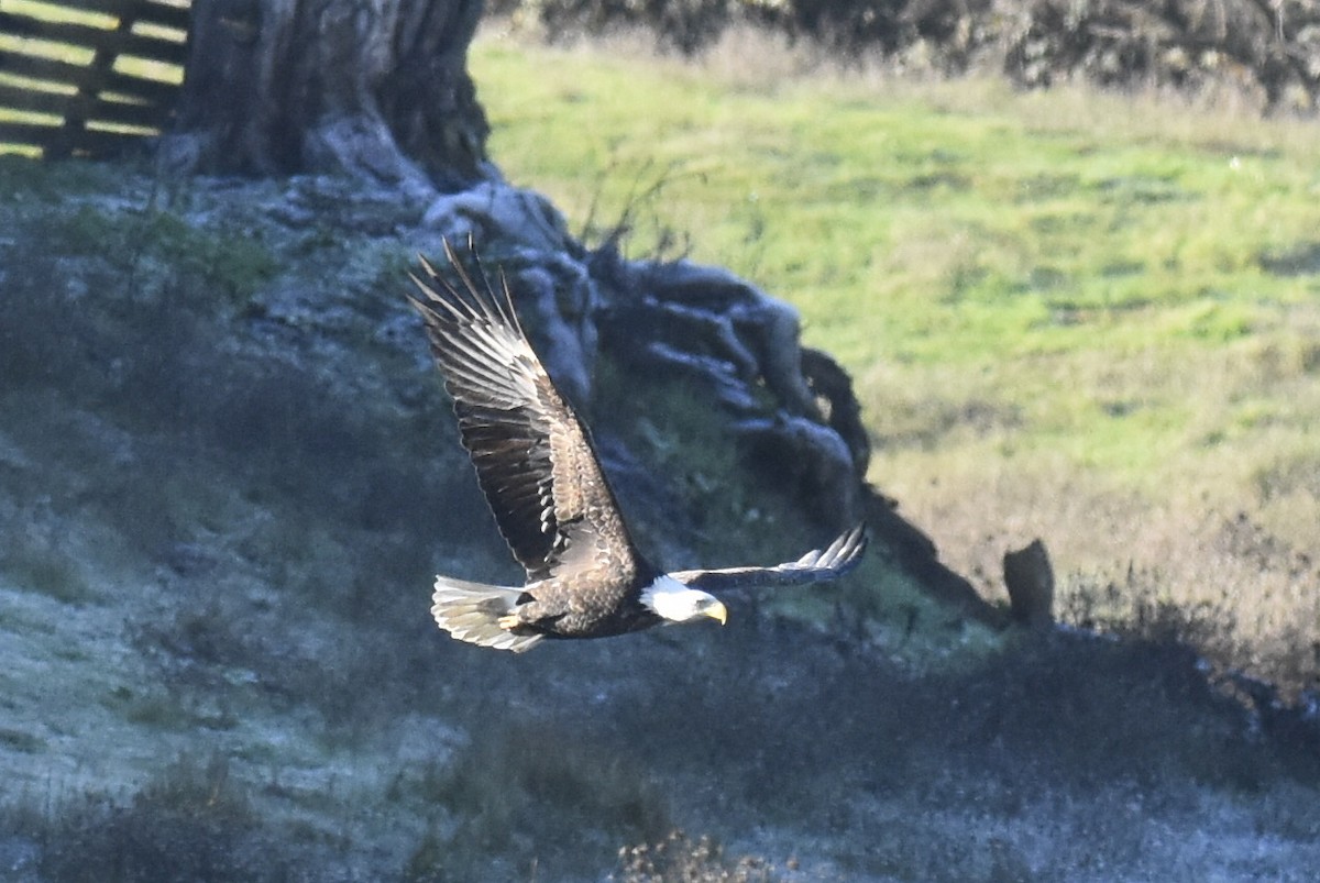 Bald Eagle - ML395219361