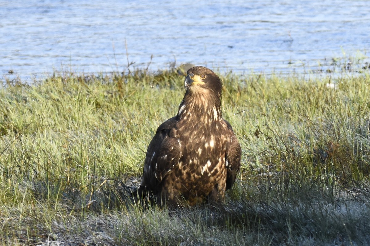 Bald Eagle - Max Brodie