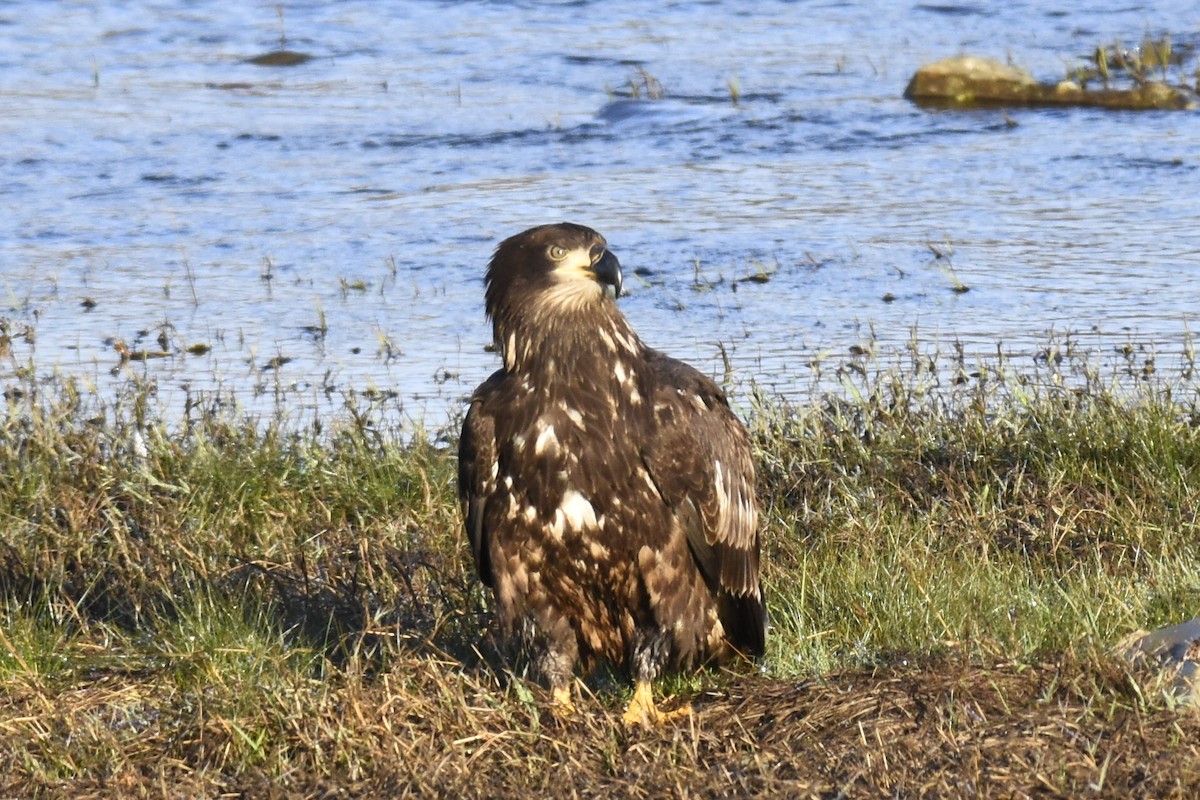 Bald Eagle - Max Brodie