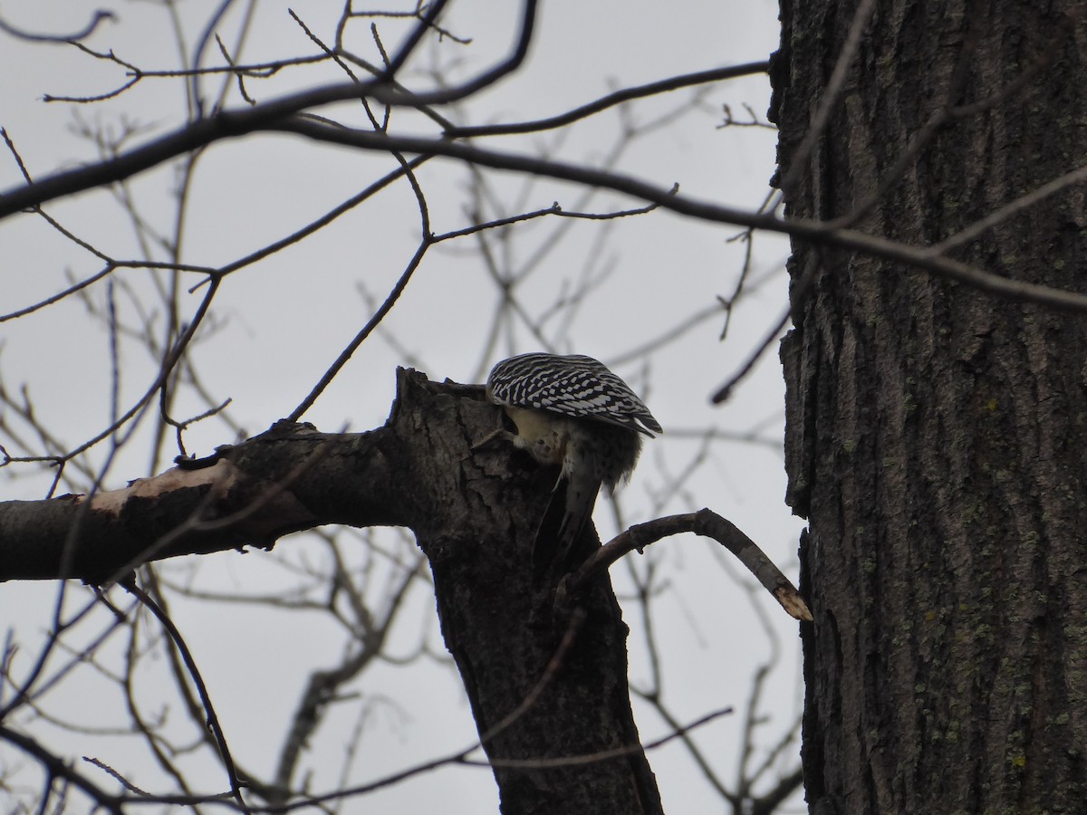 Red-bellied Woodpecker - ML395219481