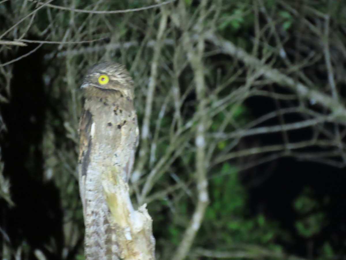 Common Potoo - ML395220131